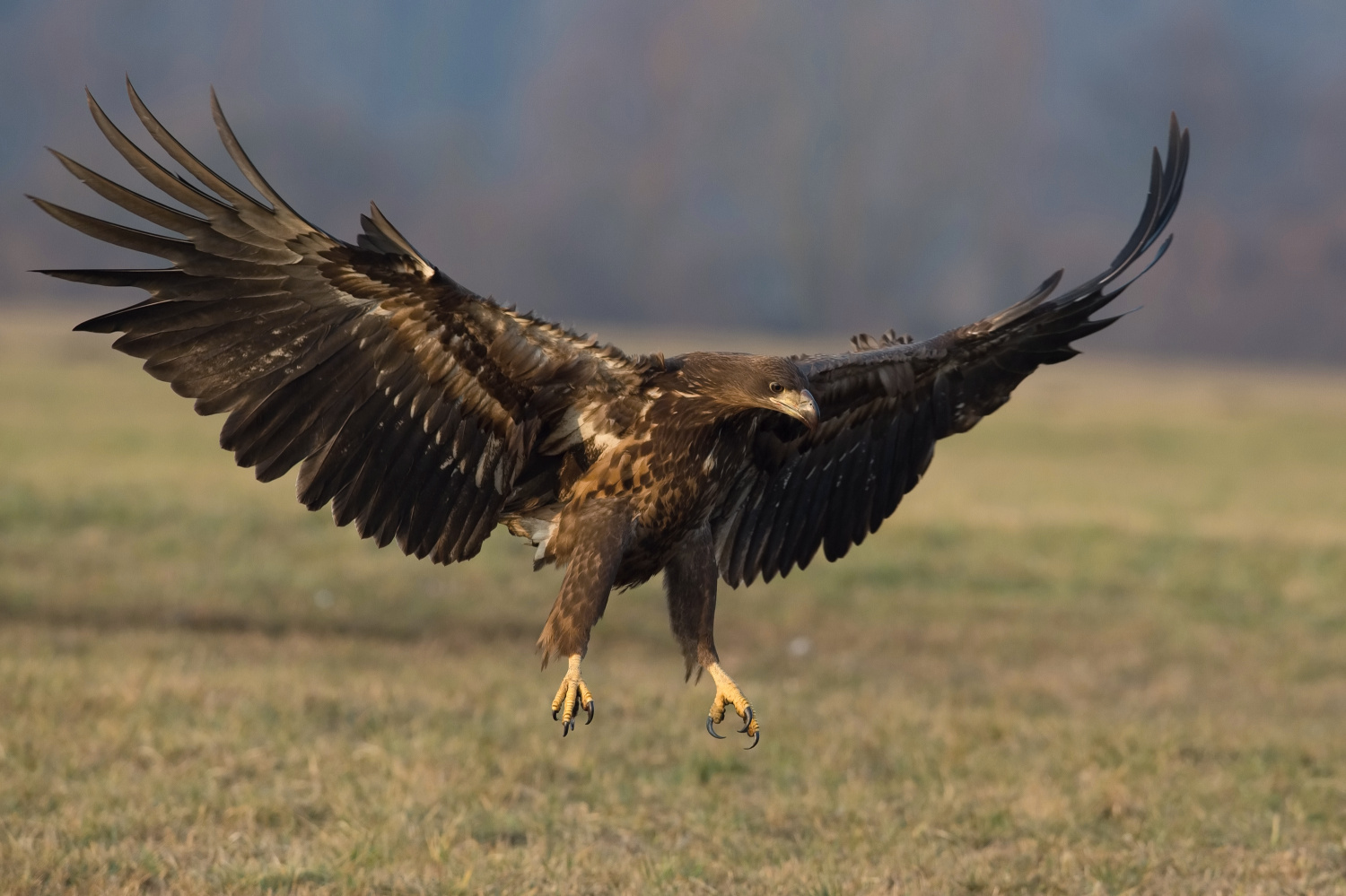 orel mořský (Haliaeetus albicilla) White-tailed eagle