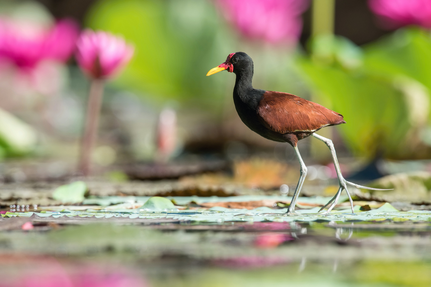 ostnák jihoamerický (Jacana jacana) Wattled jacana