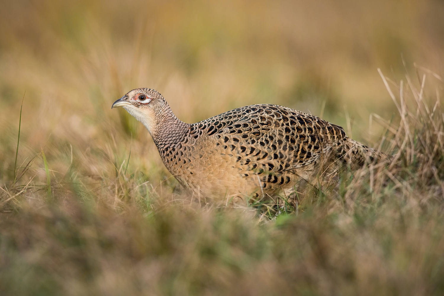 bažant obecný (Phasianus colchicus) Common pheasant