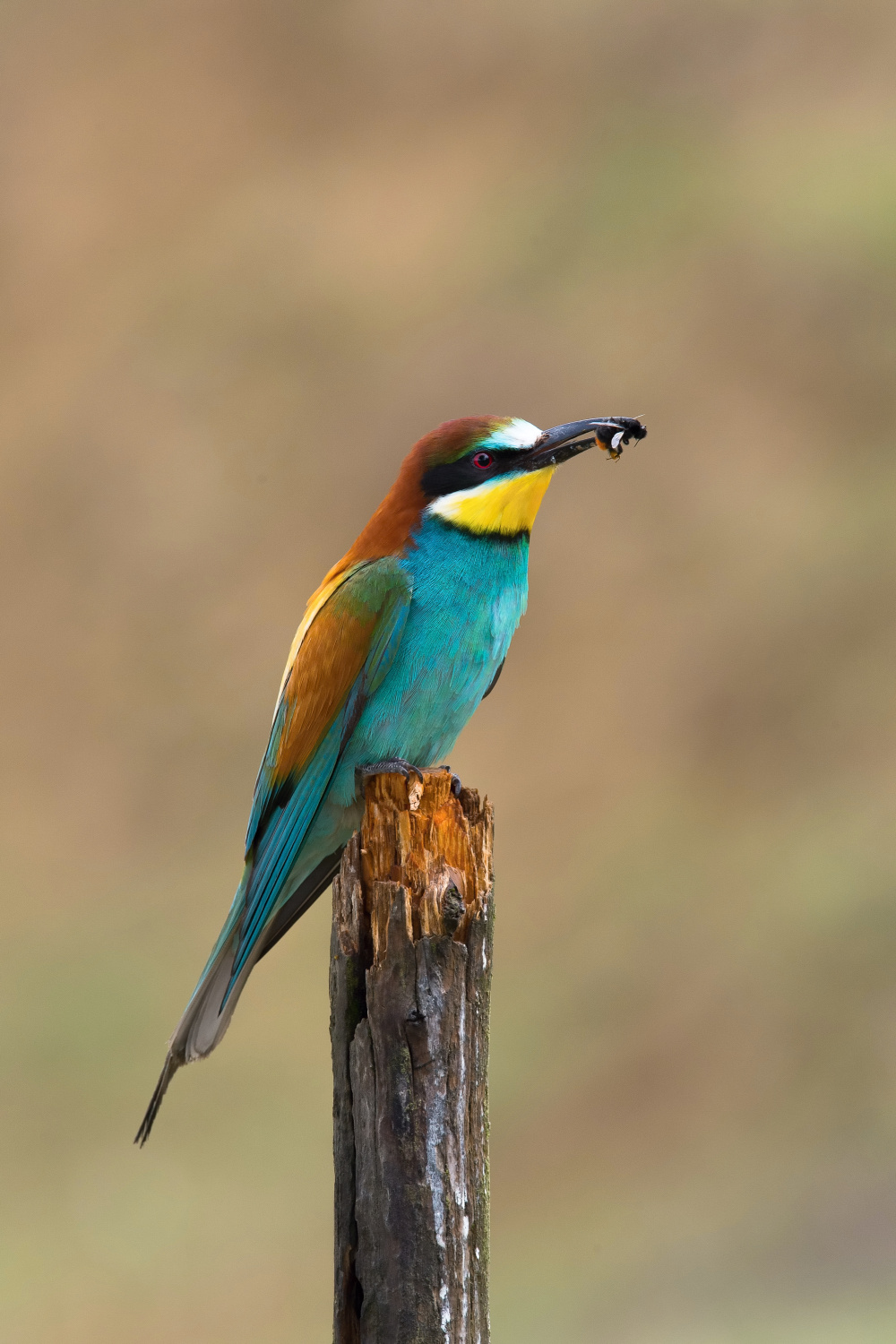 vlha pestrá (Merops apiaster) European bee-eater