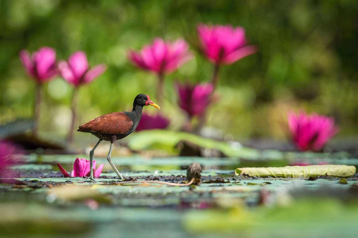 ostnák jihoamerický (Jacana jacana) Wattled jacana