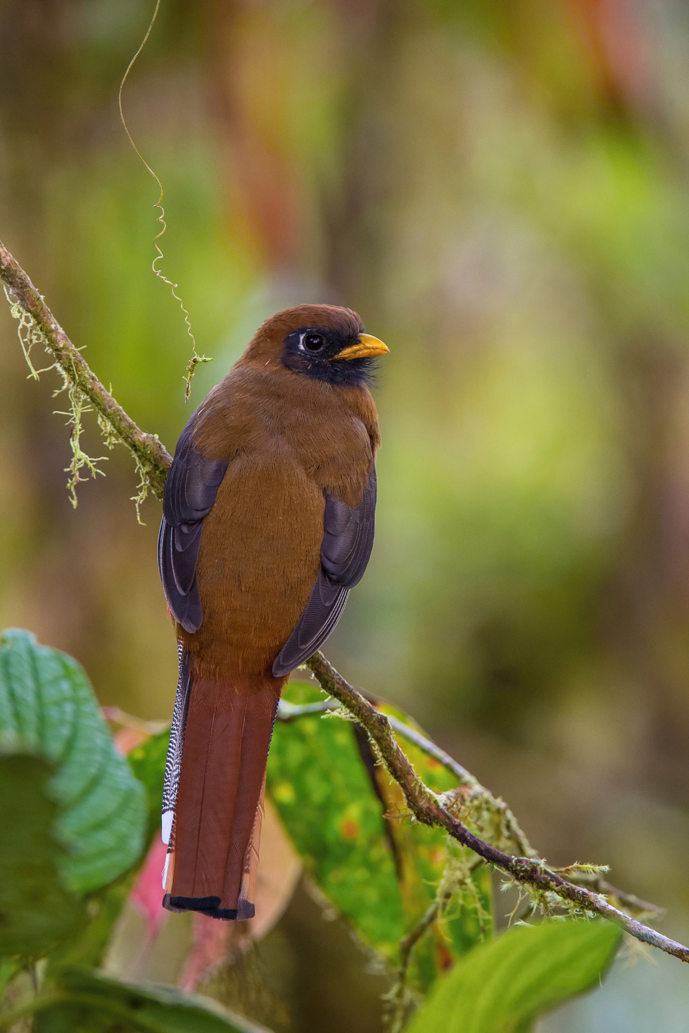 trogon škraboškový (Trogon personatus) Masked trogon