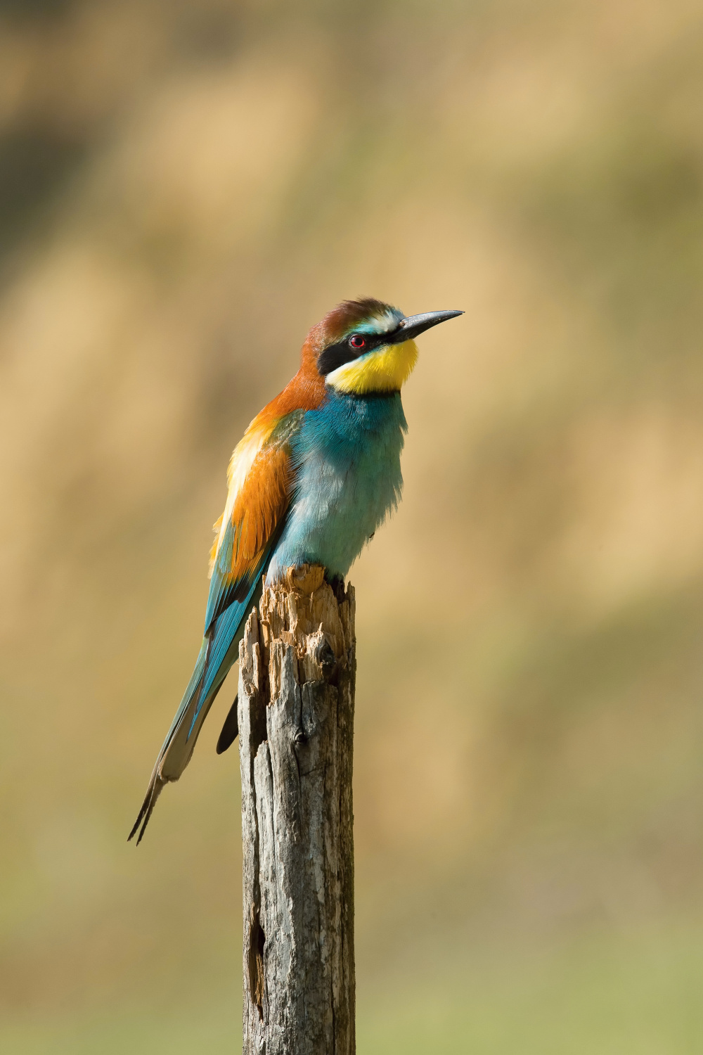 vlha pestrá (Merops apiaster) European bee-eater