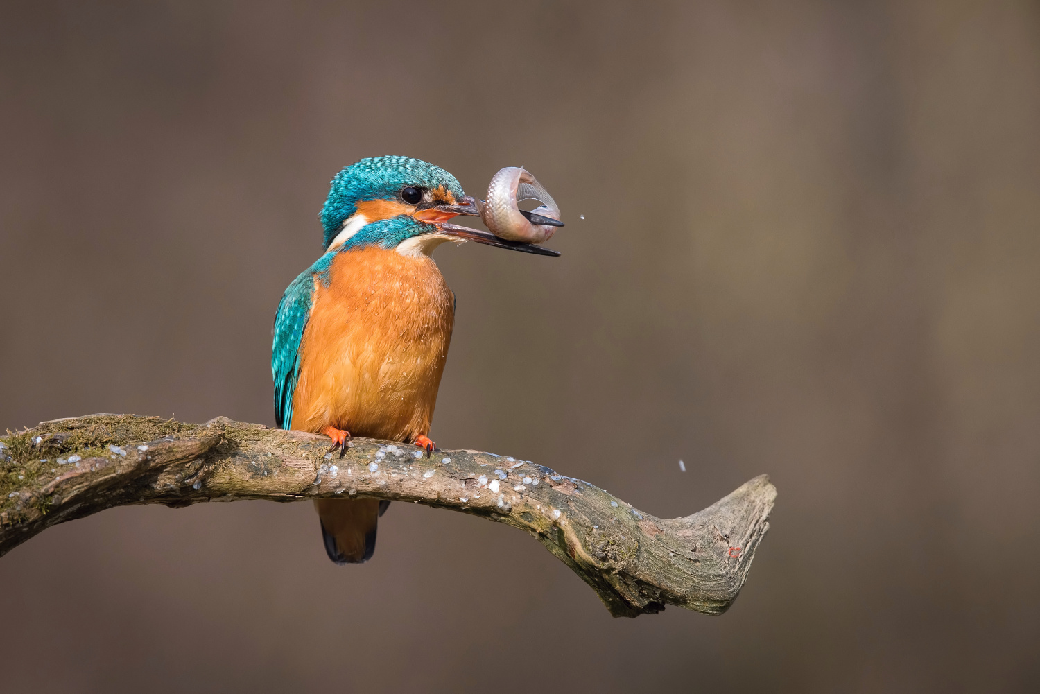 ledňáček říční (Alcedo atthis) Common kingfisher