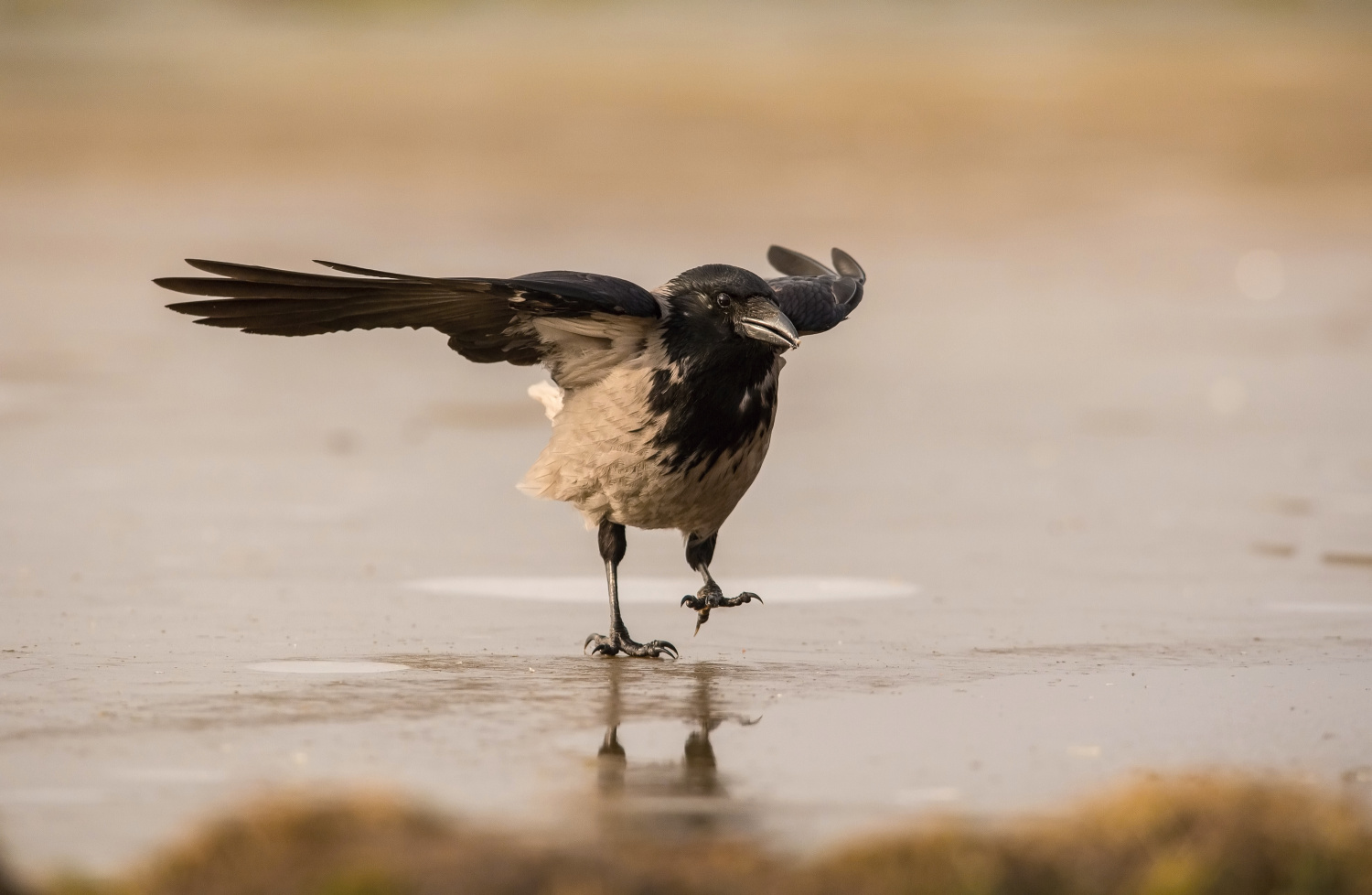 vrána obecná šedá (Corvus corone) Carrion crow