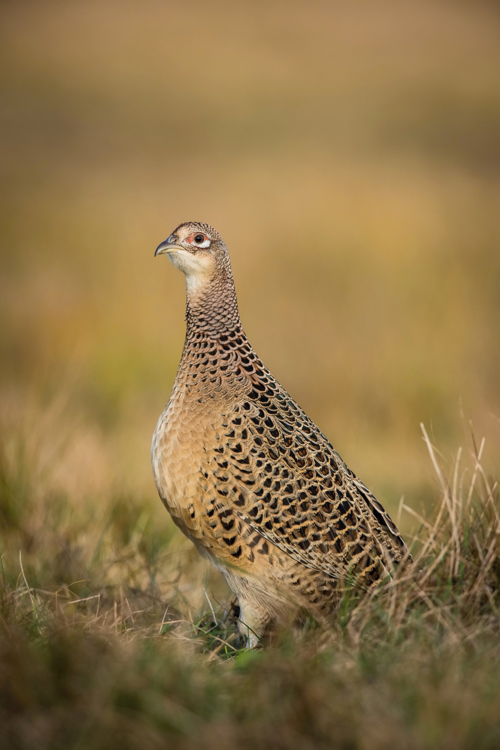 bažant obecný (Phasianus colchicus) Common pheasant