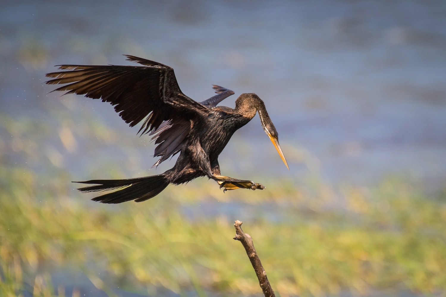 anhinga rezavá (Anhinga melanogaster) Oriental darter