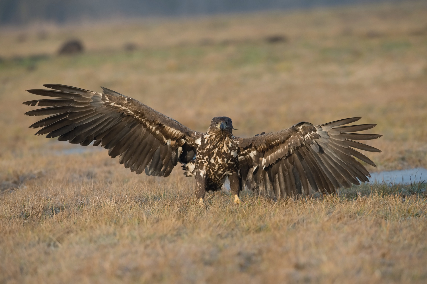 orel mořský (Haliaeetus albicilla) White-tailed eagle