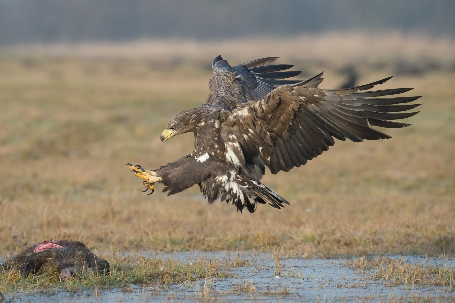 orel mořský (Haliaeetus albicilla) White-tailed eagle