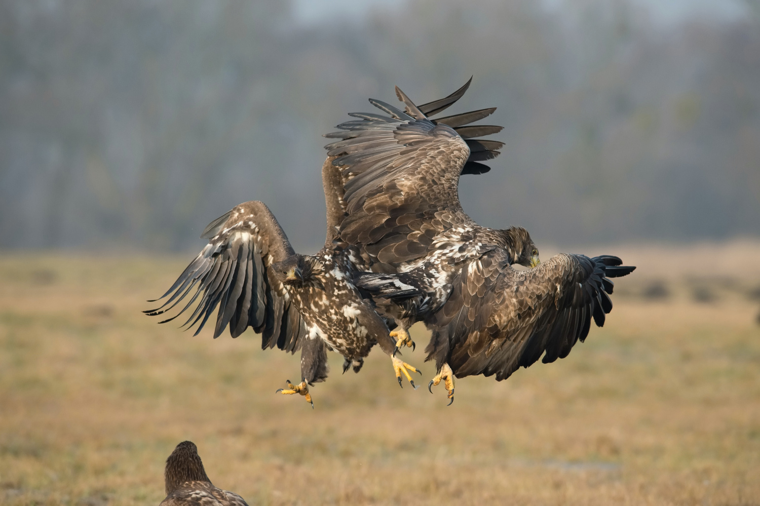 orel mořský (Haliaeetus albicilla) White-tailed eagle