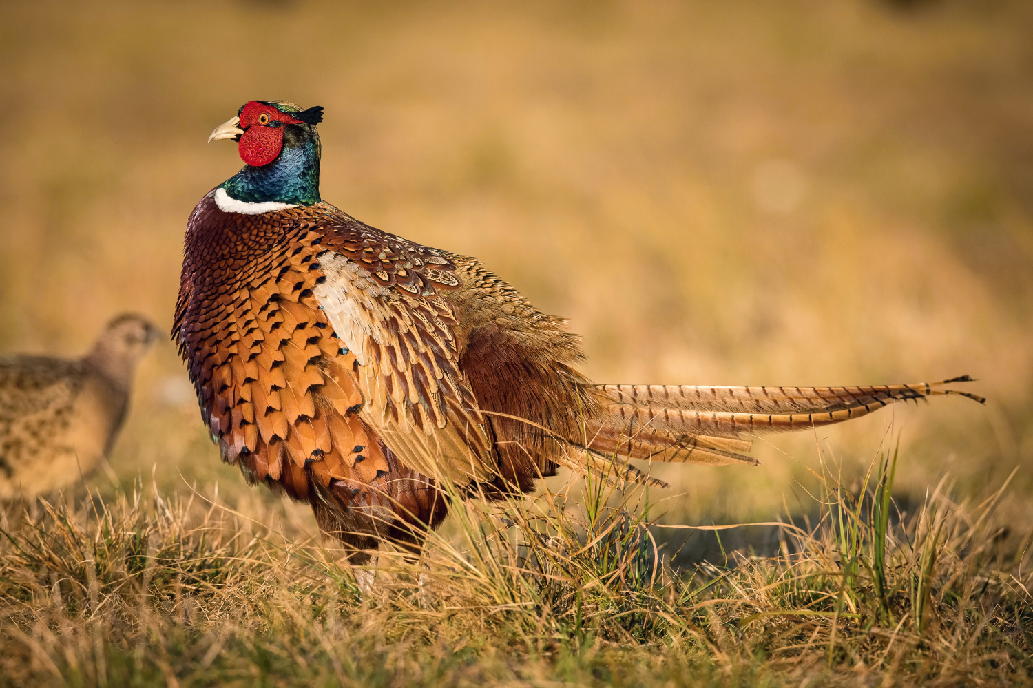 bažant obecný (Phasianus colchicus) Common pheasant