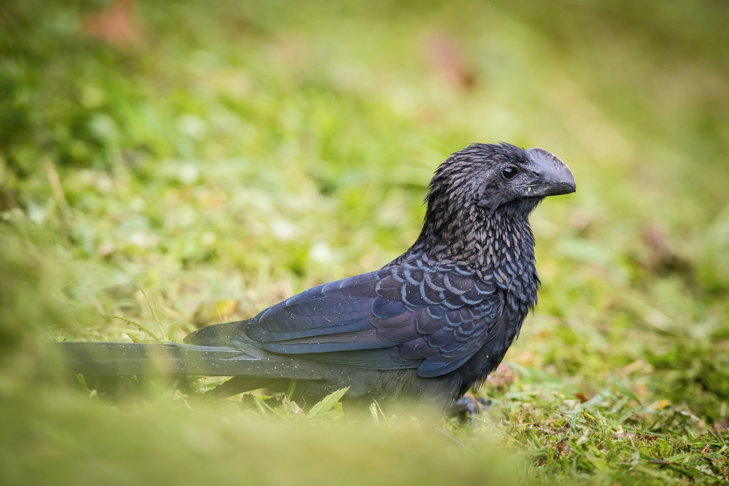 kukačka ani (Crotophaga ani) Smooth-billed ani