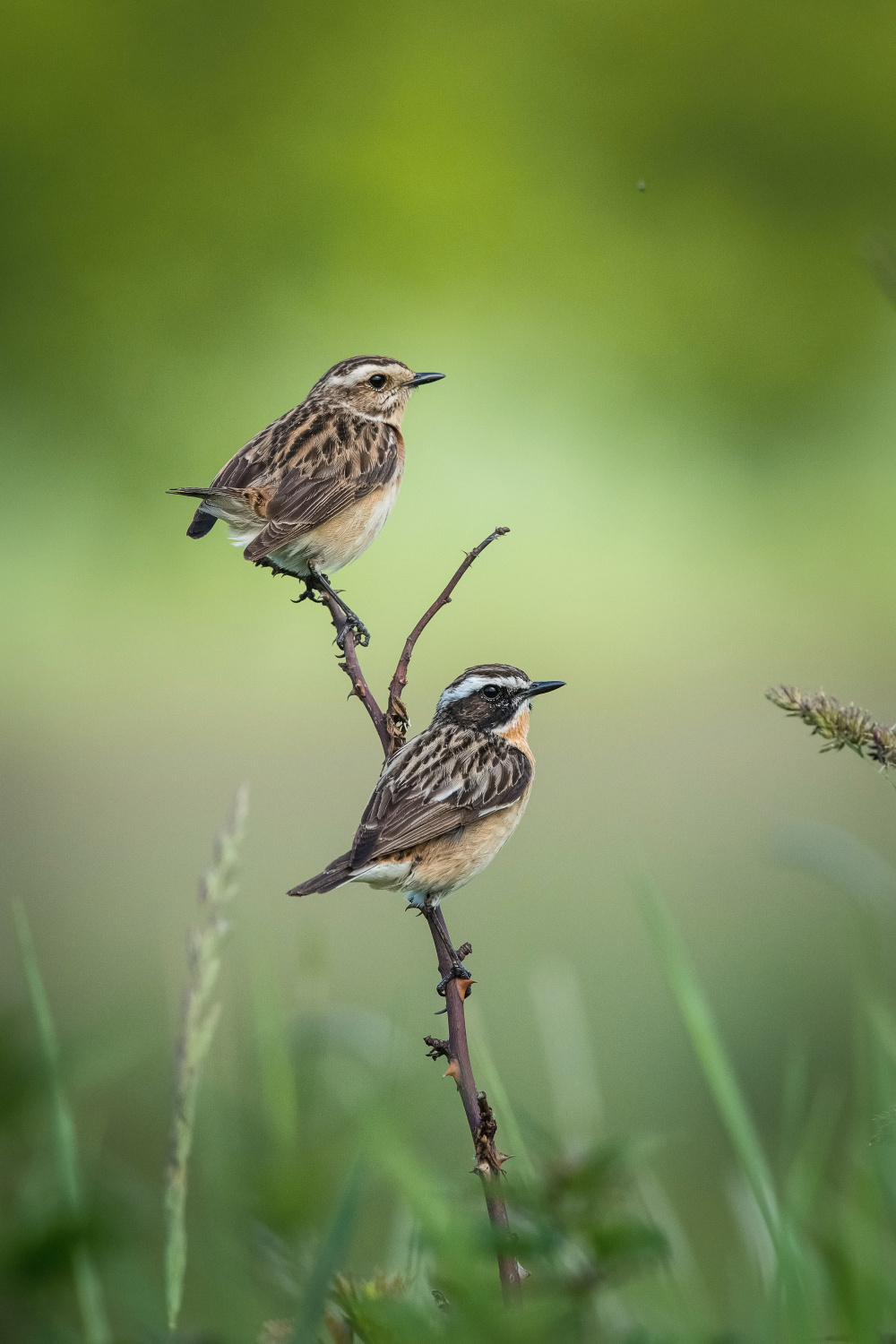 bramborníček hnědý (Saxicola rubetra) Whinchat