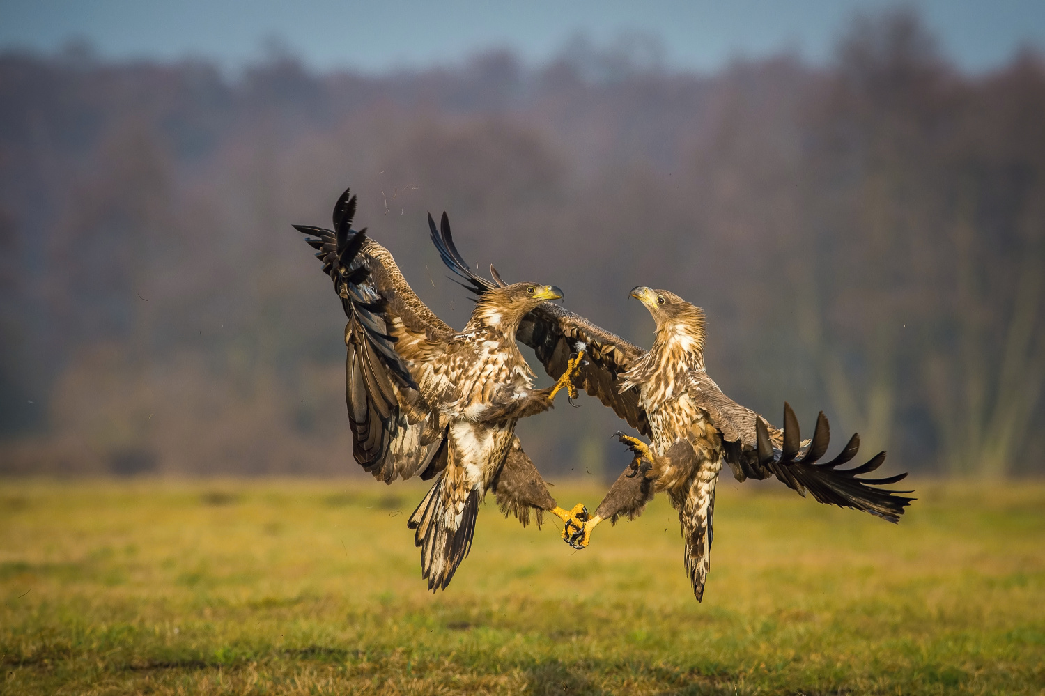 orel mořský (Haliaeetus albicilla) White-tailed eagle