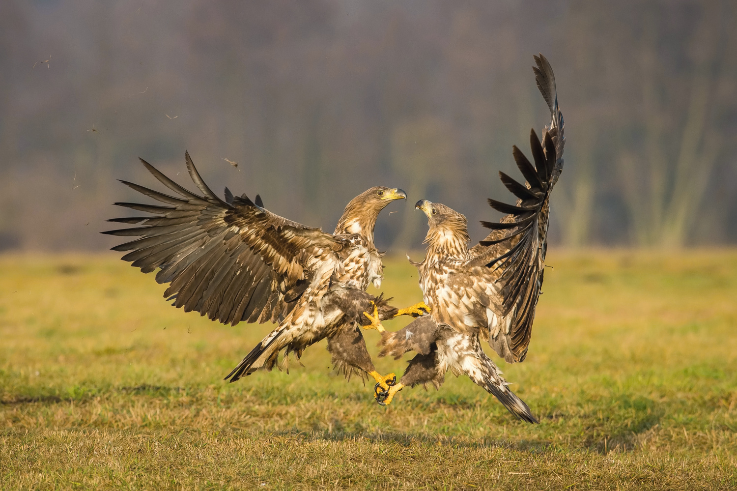 orel mořský (Haliaeetus albicilla) White-tailed eagle