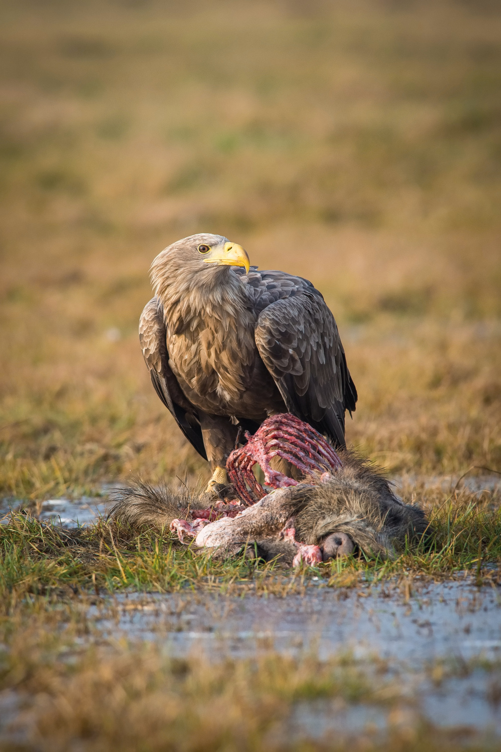 orel mořský (Haliaeetus albicilla) White-tailed eagle