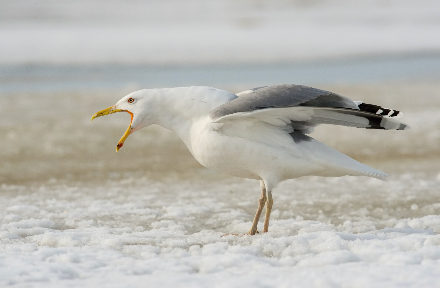 racek bělohlavý (Larus cachinnans) Caspian gull