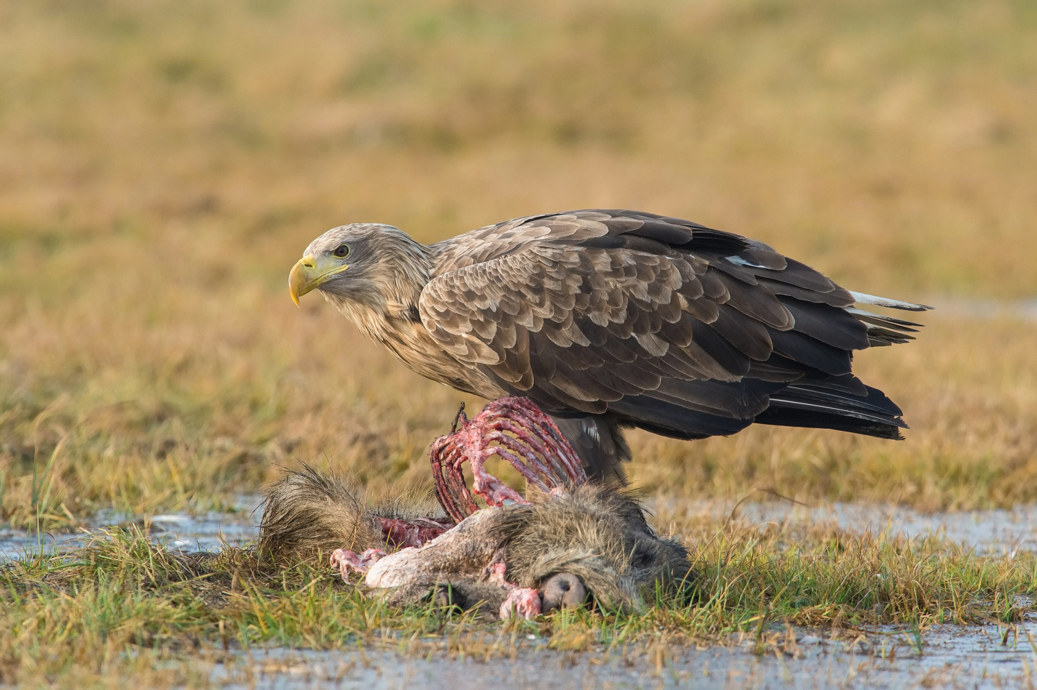 orel mořský (Haliaeetus albicilla) White-tailed eagle