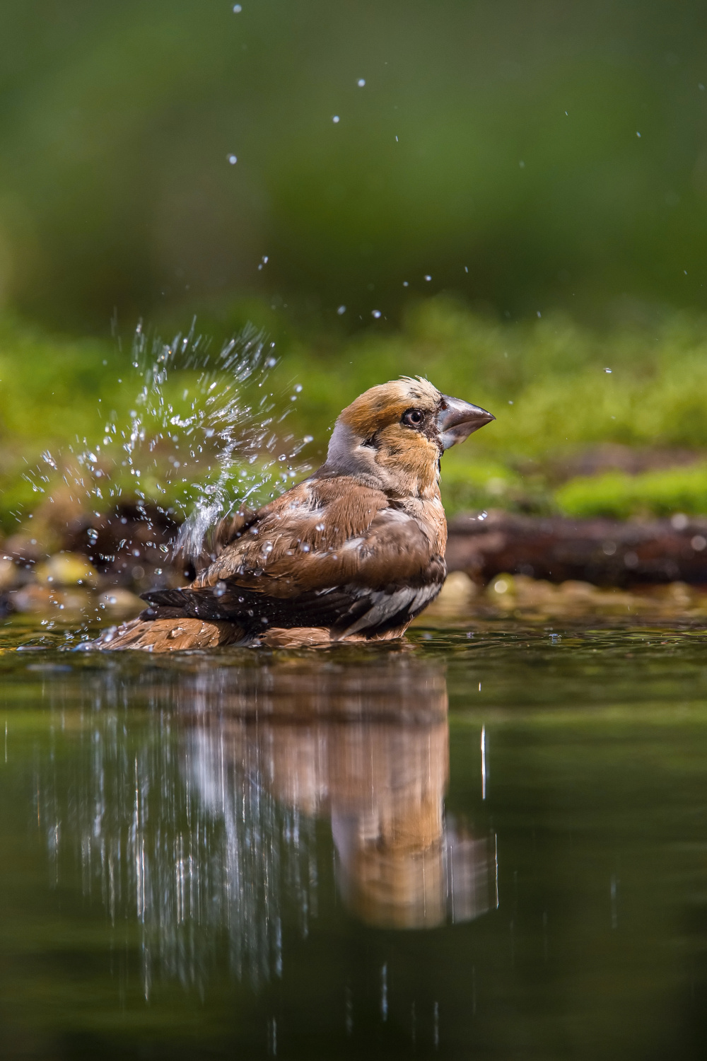 dlask tlustozobý (Coccothraustes coccothraustes) Hawfinch