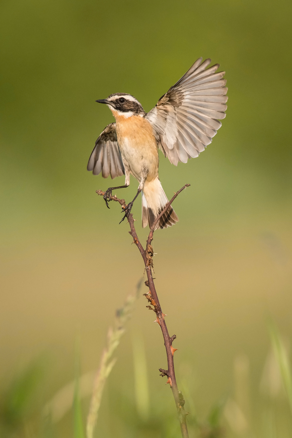 bramborníček hnědý (Saxicola rubetra) Whinchat