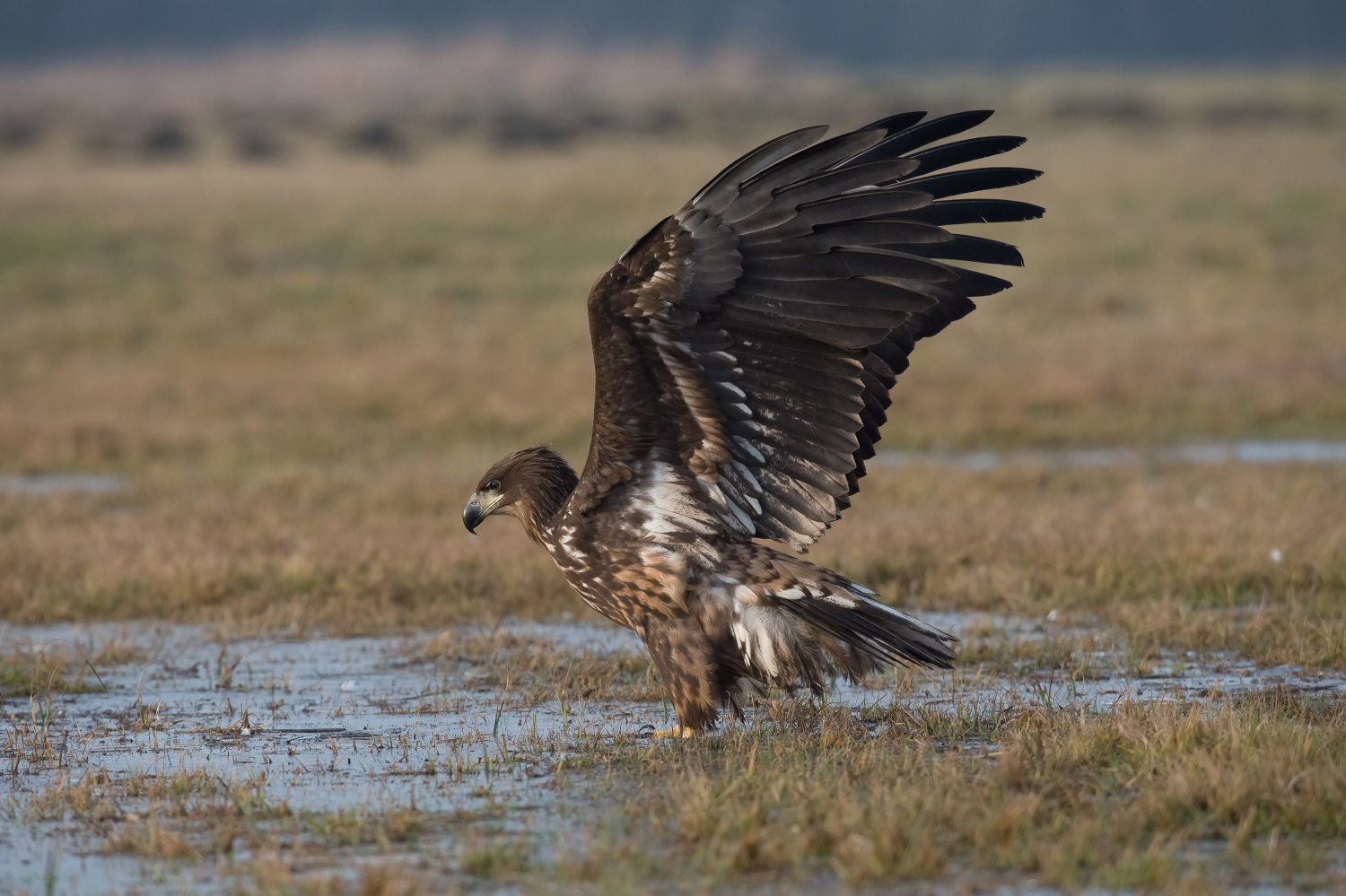 orel mořský (Haliaeetus albicilla) White-tailed eagle