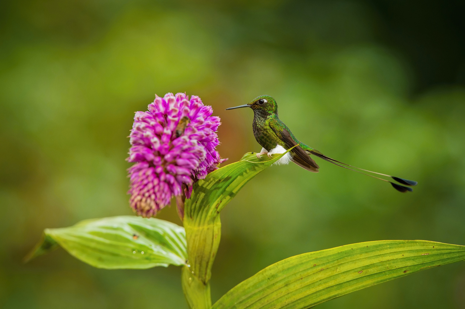 sylfa vlajková (Ocreatus underwoodii) White-booted racket-tail