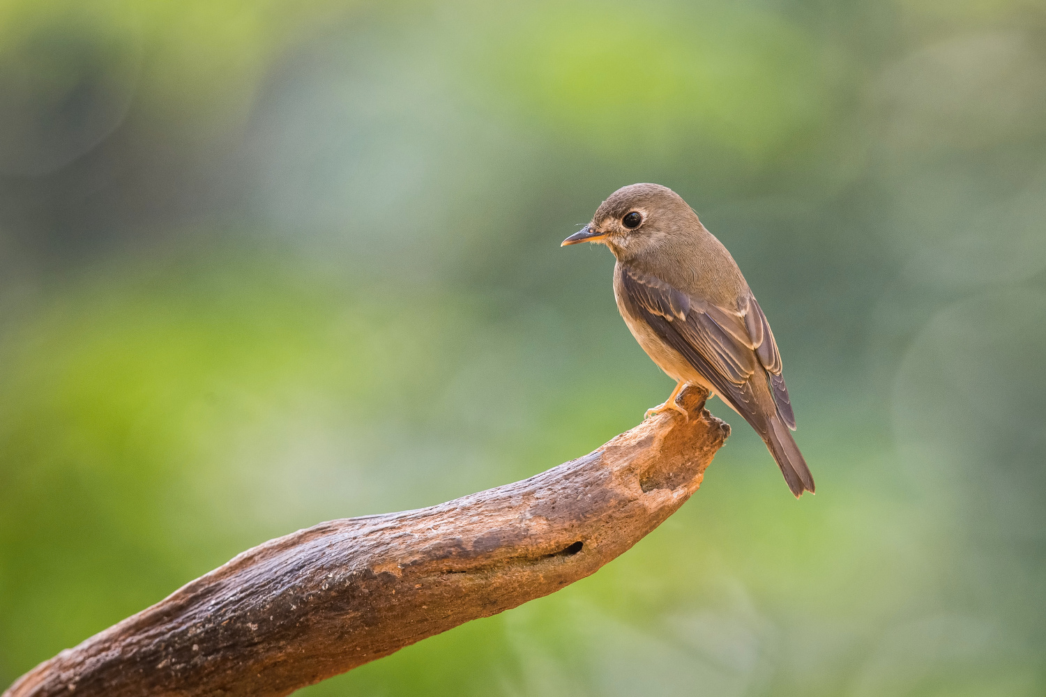 lejsek hnědoprsý (Muscicapa muttui) Brown-breasted flycatcher