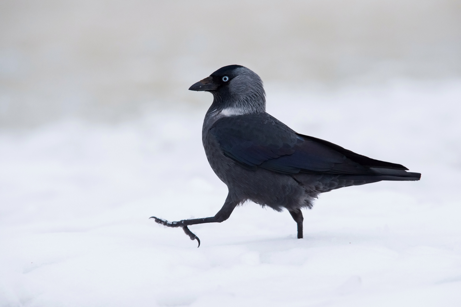 kavka obecná (Corvus monedula) Western jackdaw