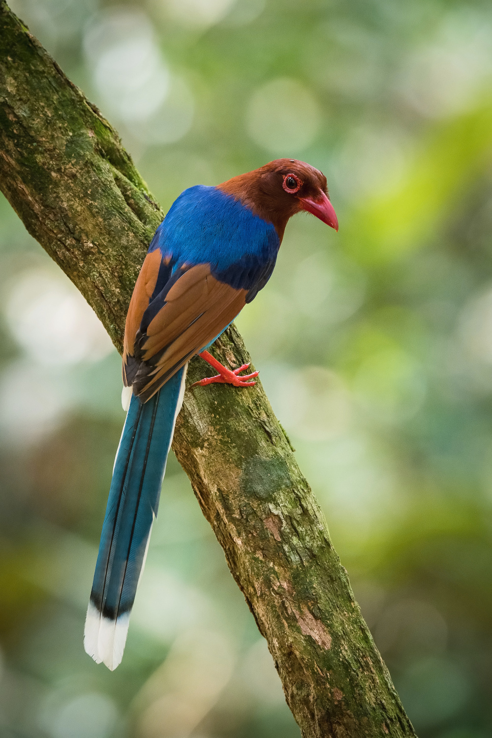 kraska srílanská (Urocissa ornata) Sri Lanka blue magpie