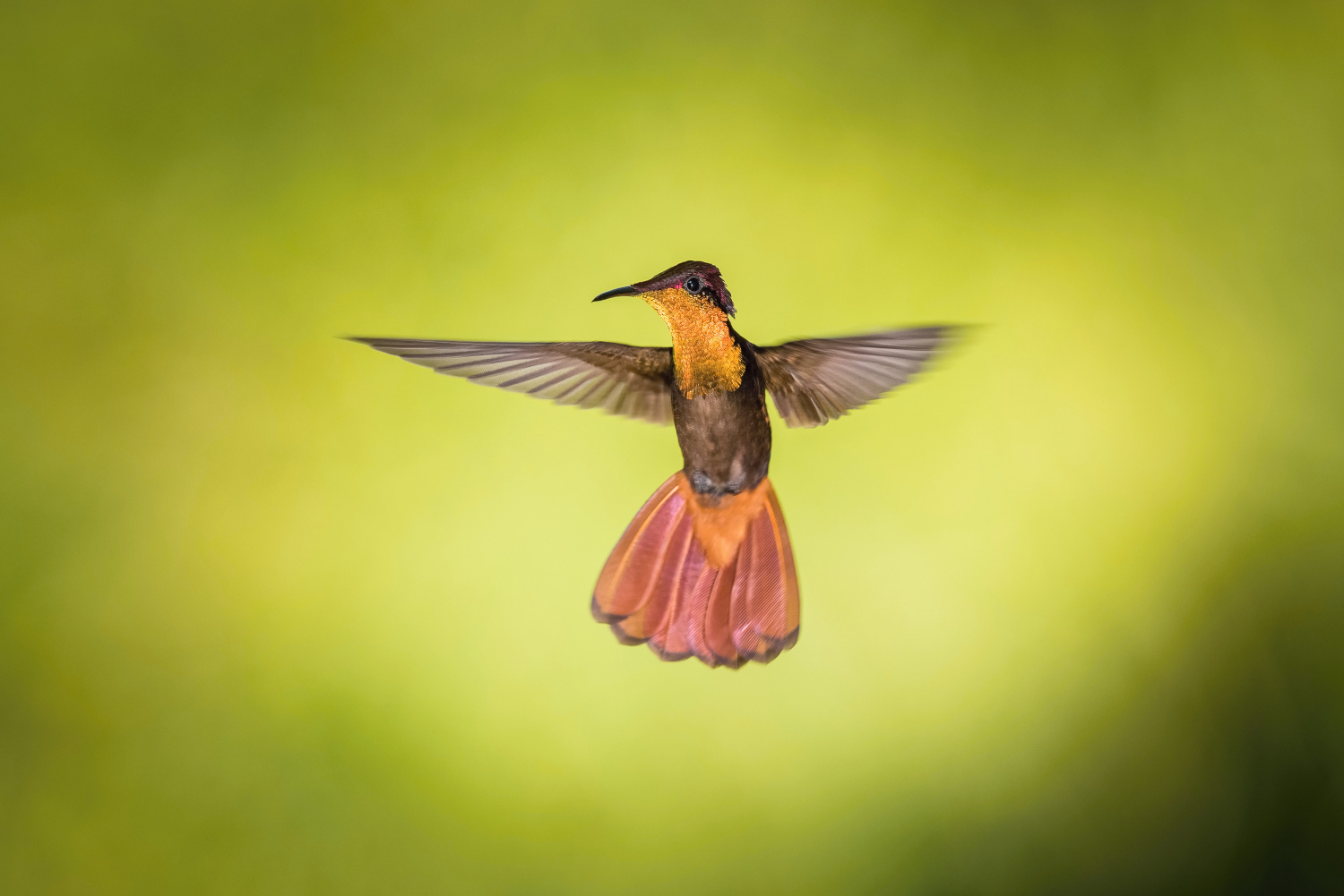 kolibřík žlutohrdlý (Chrysolampis mosquitus) Ruby-topaz hummingbird