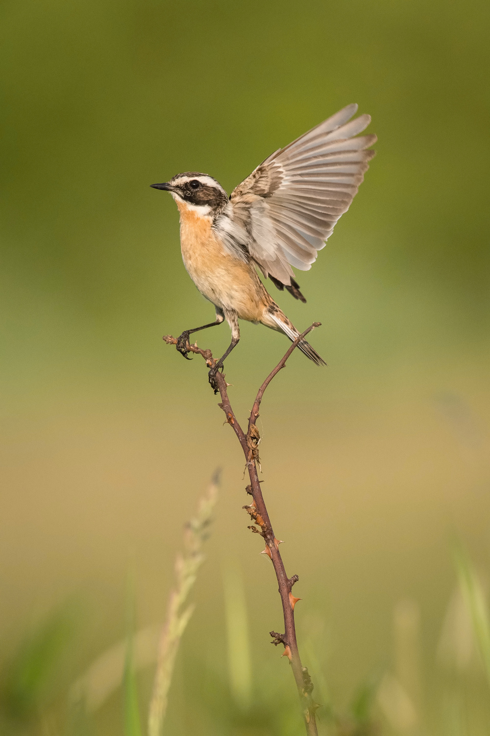 bramborníček hnědý (Saxicola rubetra) Whinchat