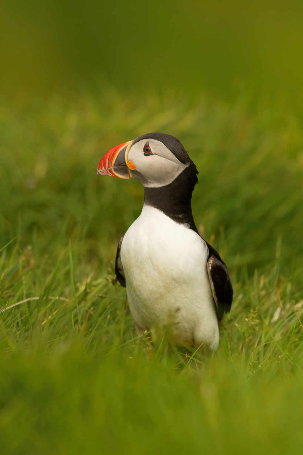 papuchalk bělobradý ploskozobý (Fratercula arctica) Atlantic puffin