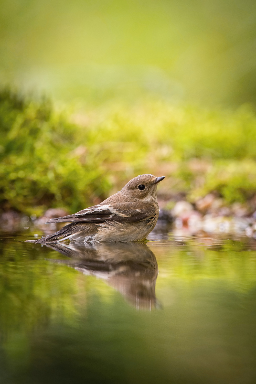 lejsek šedý (Muscicapa striata) Spotted flycatcher