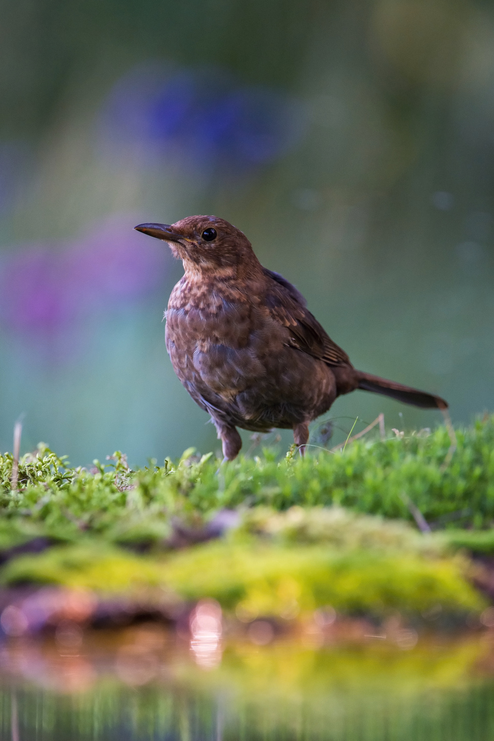 kos černý (Turdus merula) Common blackbird