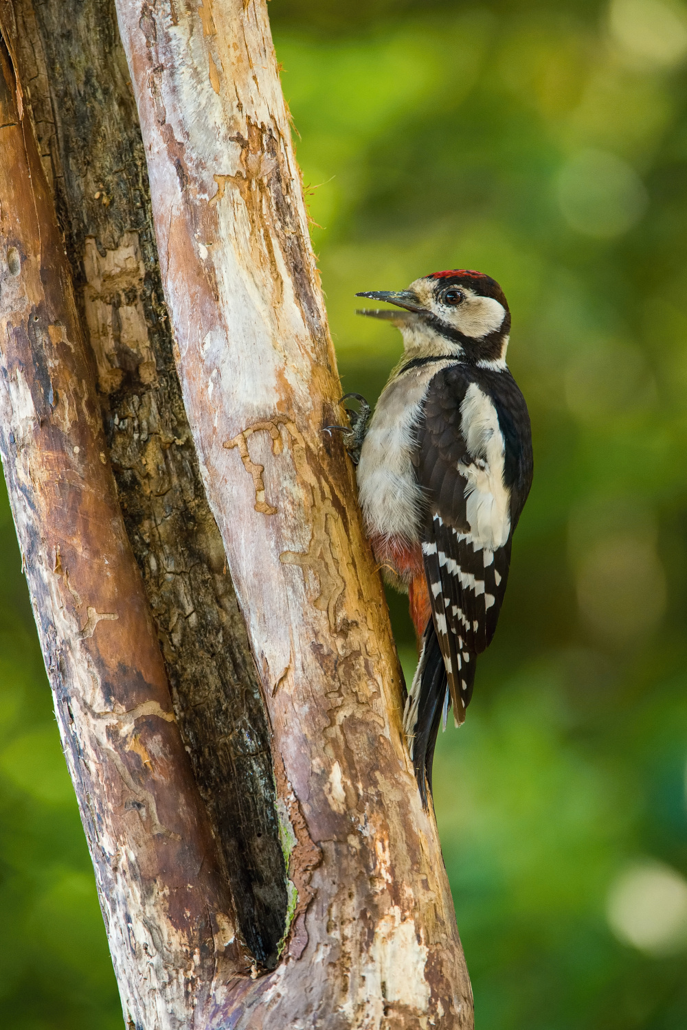 strakapoud velký (Dendrocopos major) Great spotted woodpecker