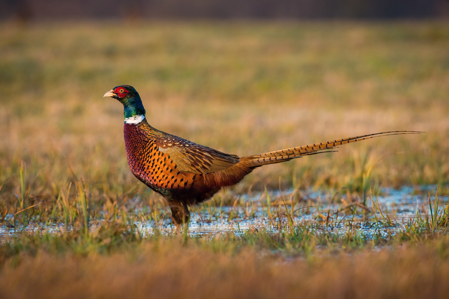 bažant obecný (Phasianus colchicus) Common pheasant