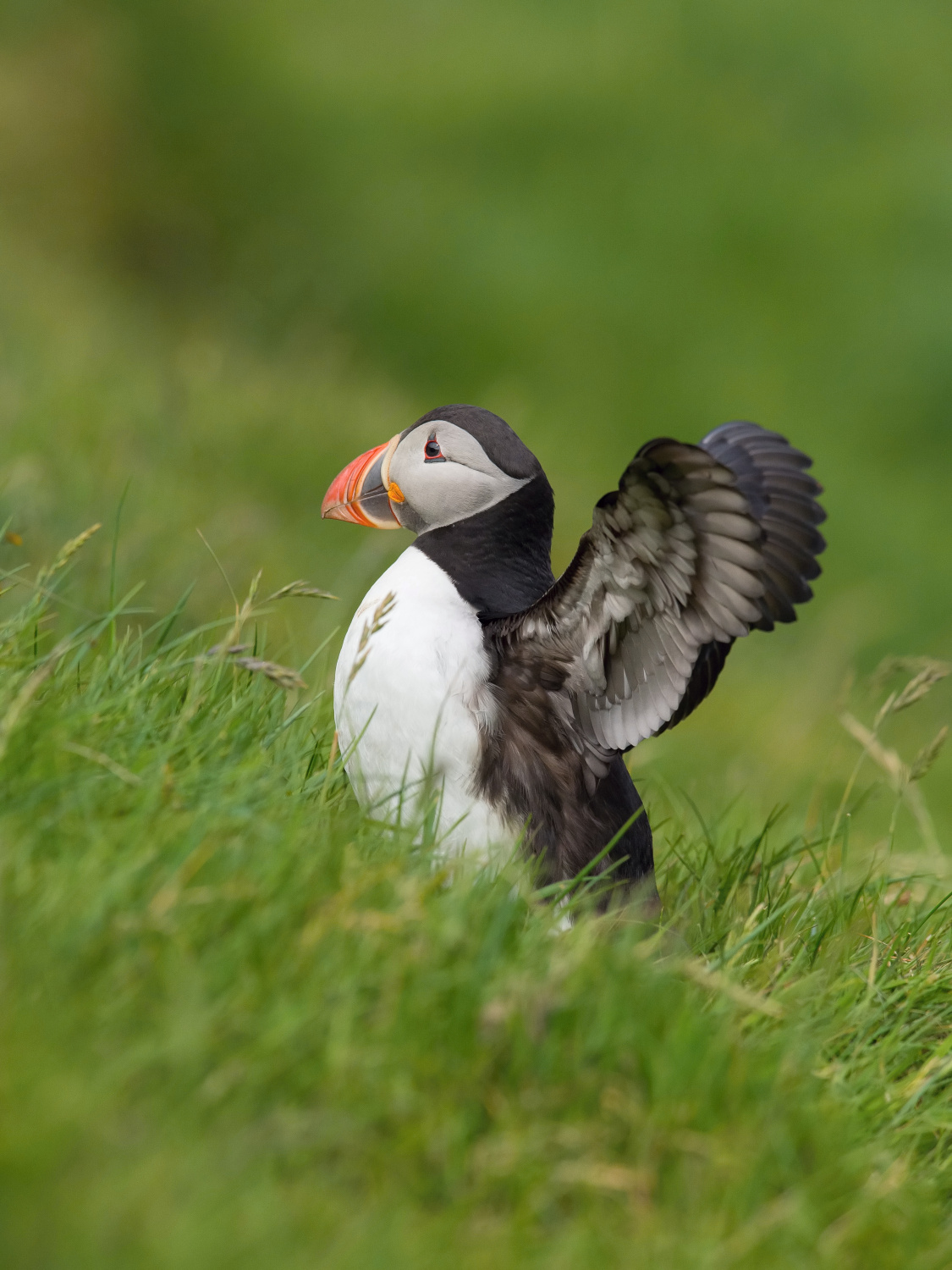 papuchalk bělobradý ploskozobý (Fratercula arctica) Atlantic puffin