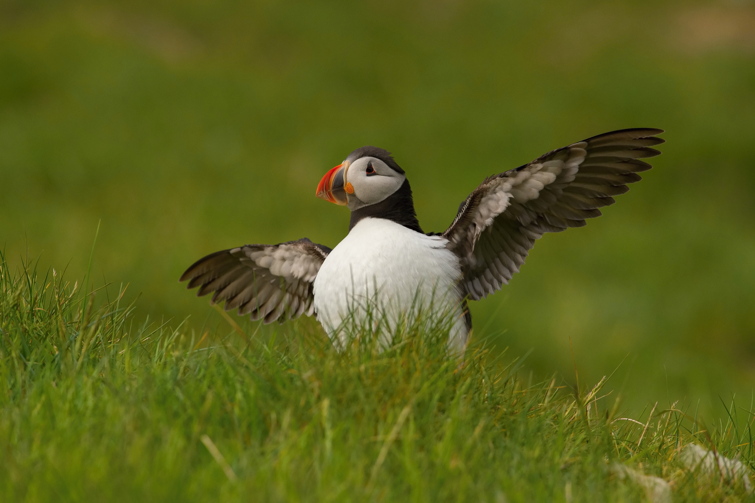 papuchalk bělobradý ploskozobý (Fratercula arctica) Atlantic puffin