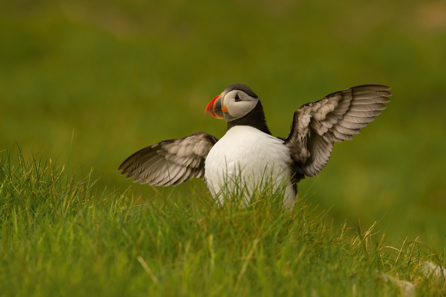 papuchalk bělobradý ploskozobý (Fratercula arctica) Atlantic puffin