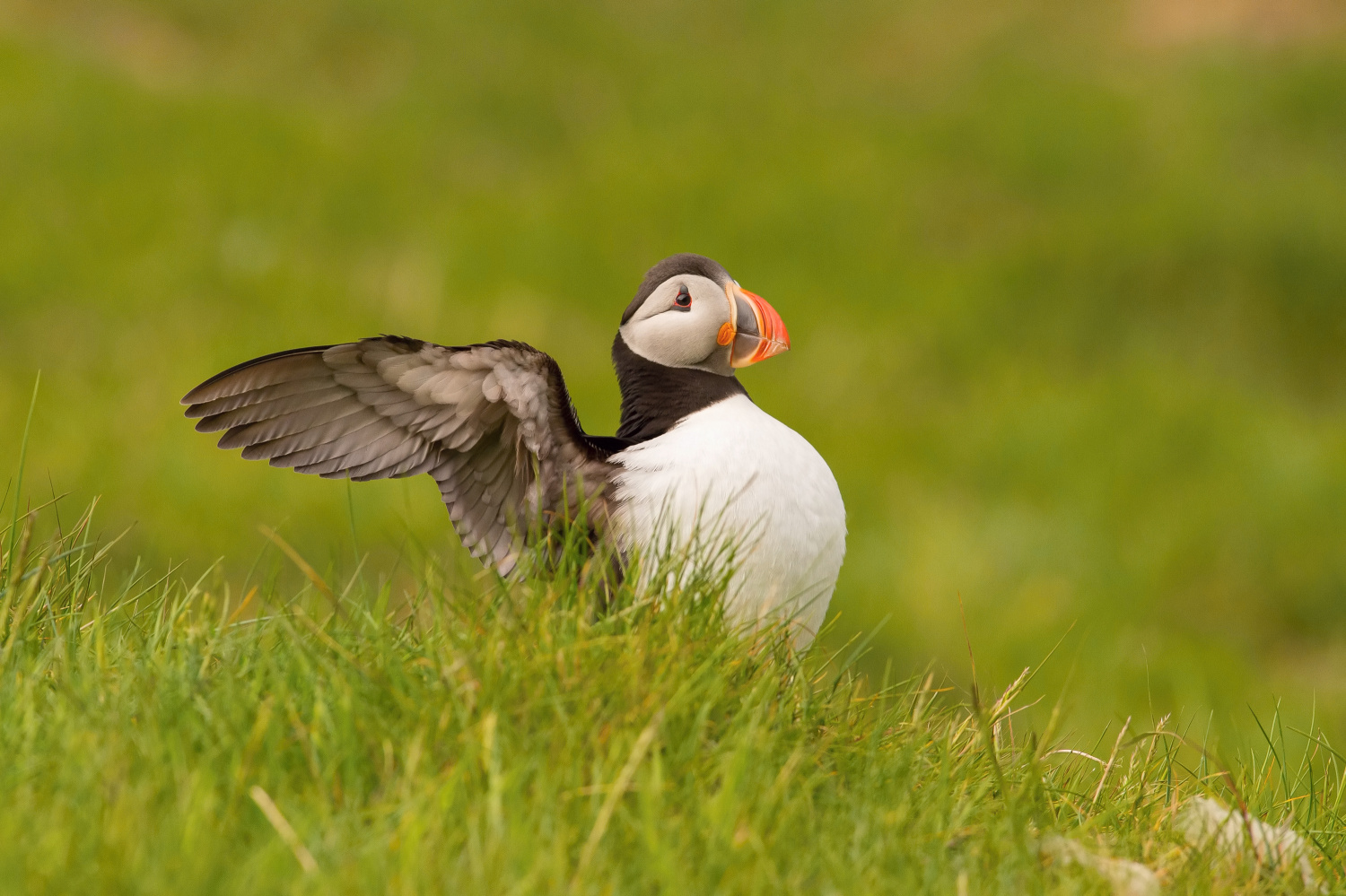 papuchalk bělobradý ploskozobý (Fratercula arctica) Atlantic puffin