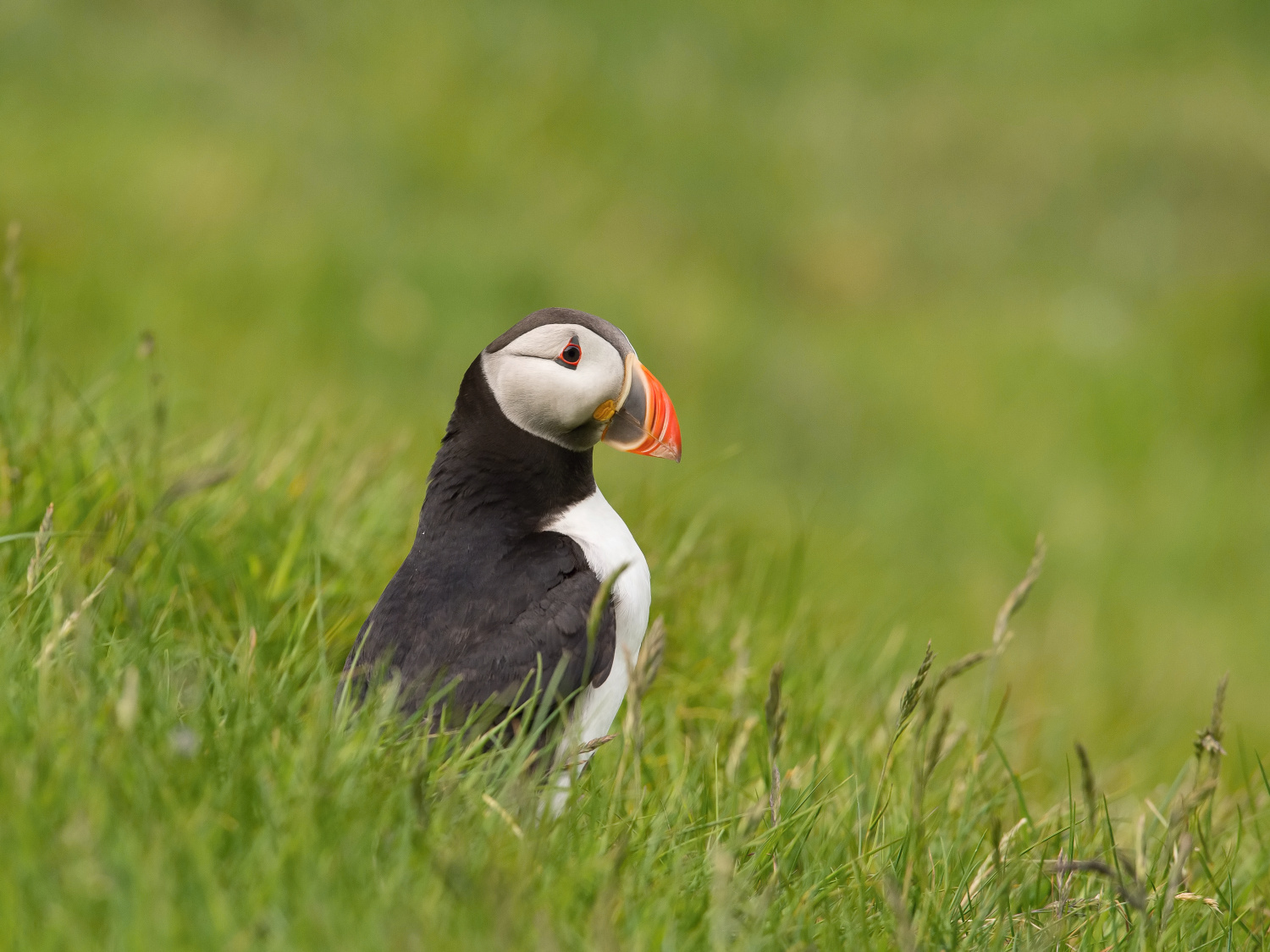 papuchalk bělobradý ploskozobý (Fratercula arctica) Atlantic puffin