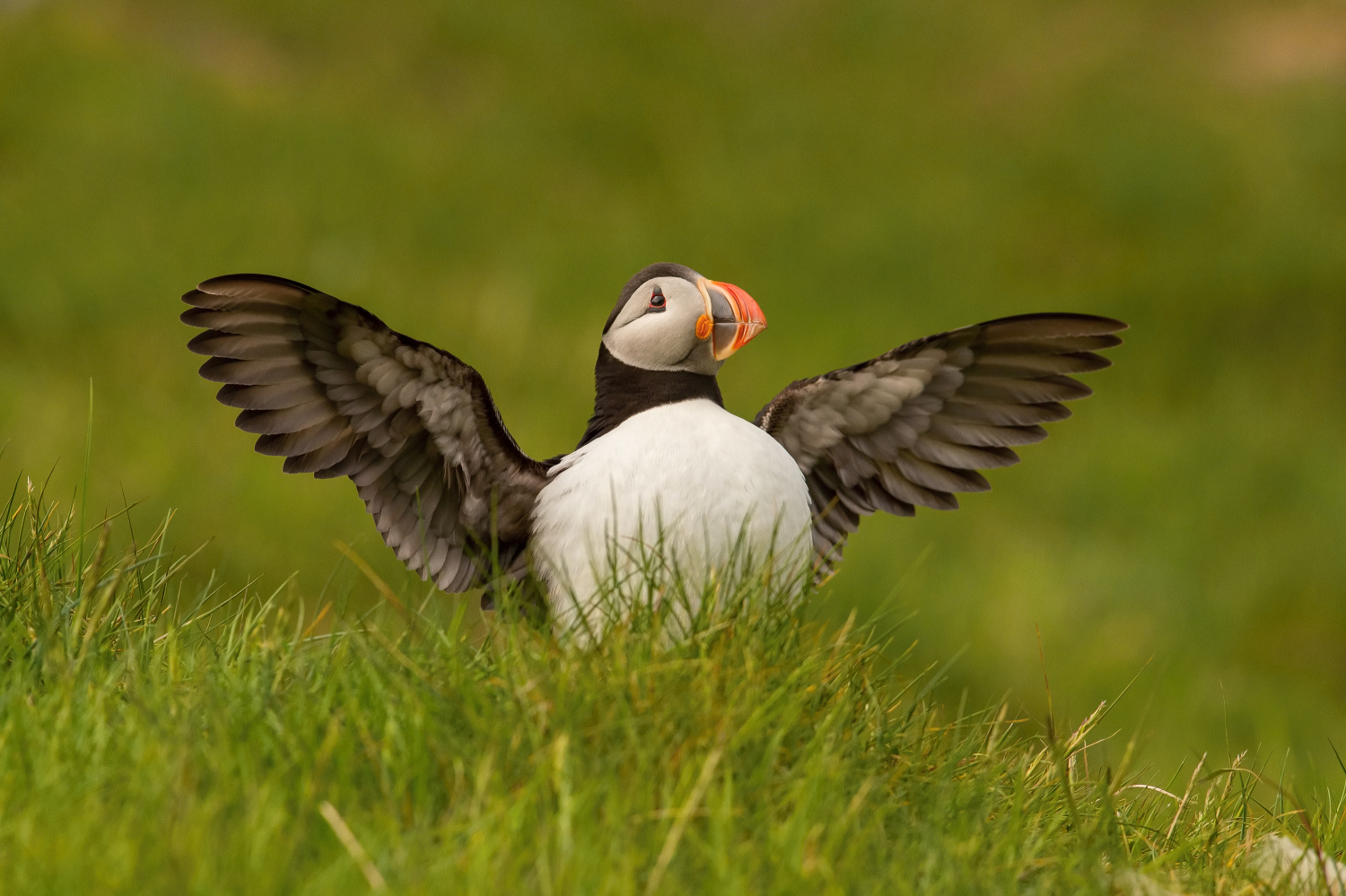 papuchalk bělobradý ploskozobý (Fratercula arctica) Atlantic puffin