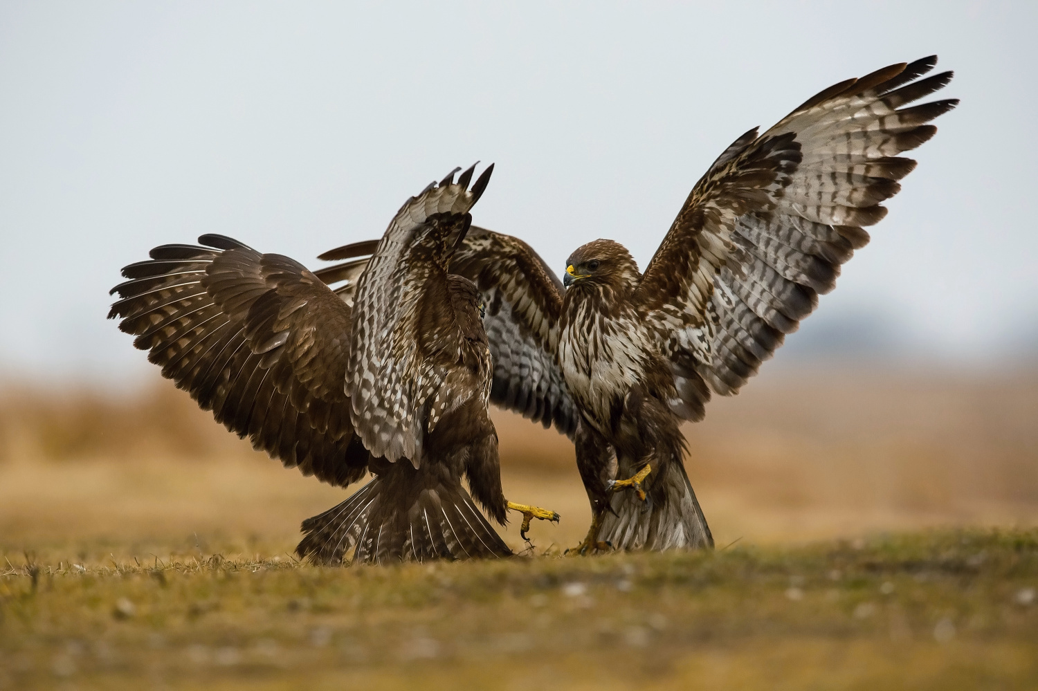 káně lesní (Buteo buteo) Common buzzard