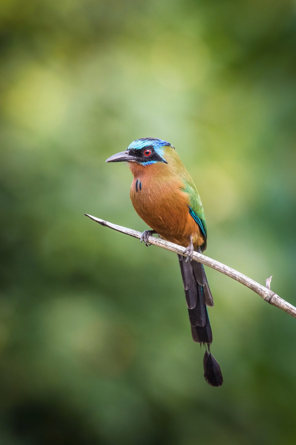 momot trinidadský (Momotus bahamensis) Trinidad motmot