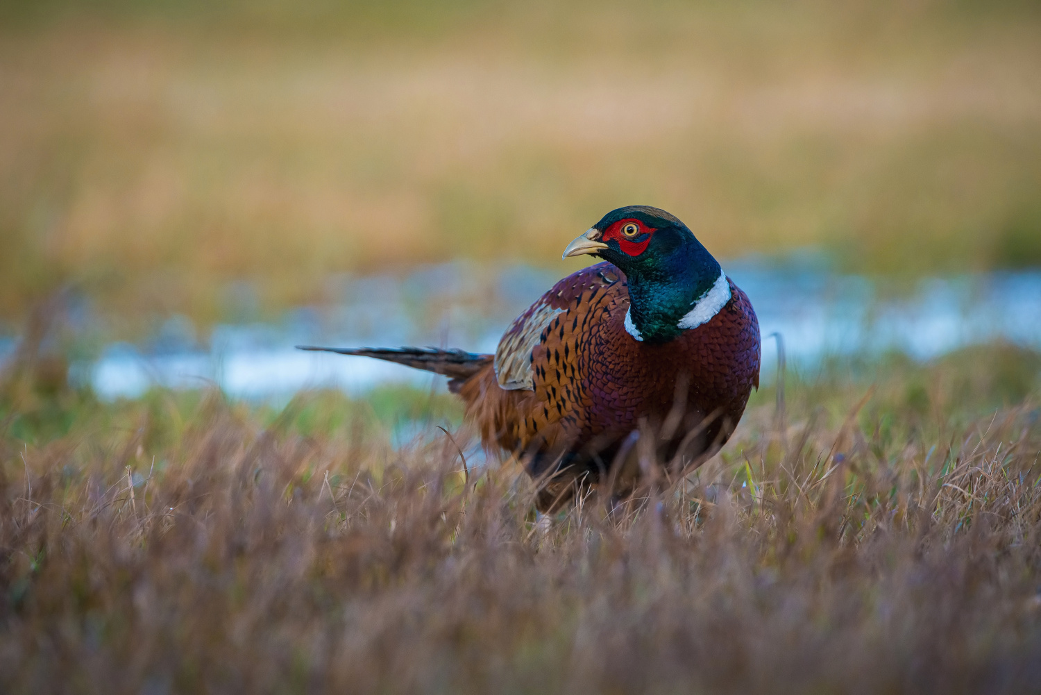 bažant obecný (Phasianus colchicus) Common pheasant