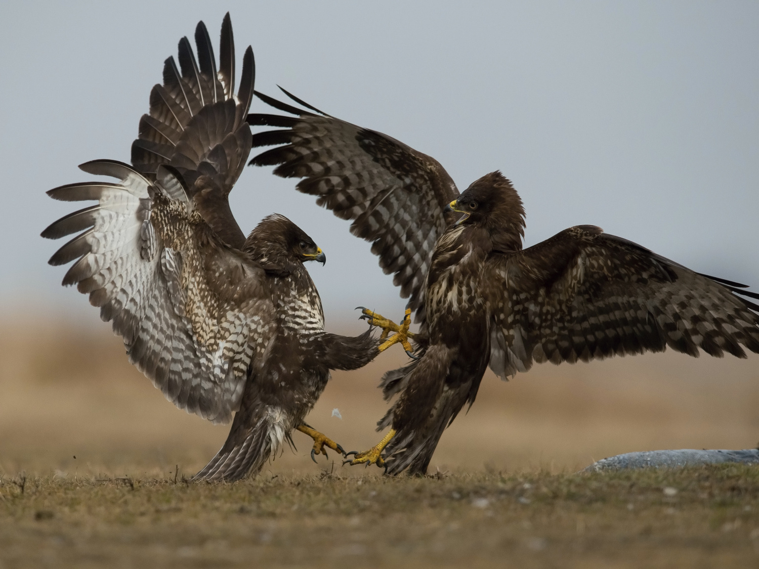 káně lesní (Buteo buteo) Common buzzard