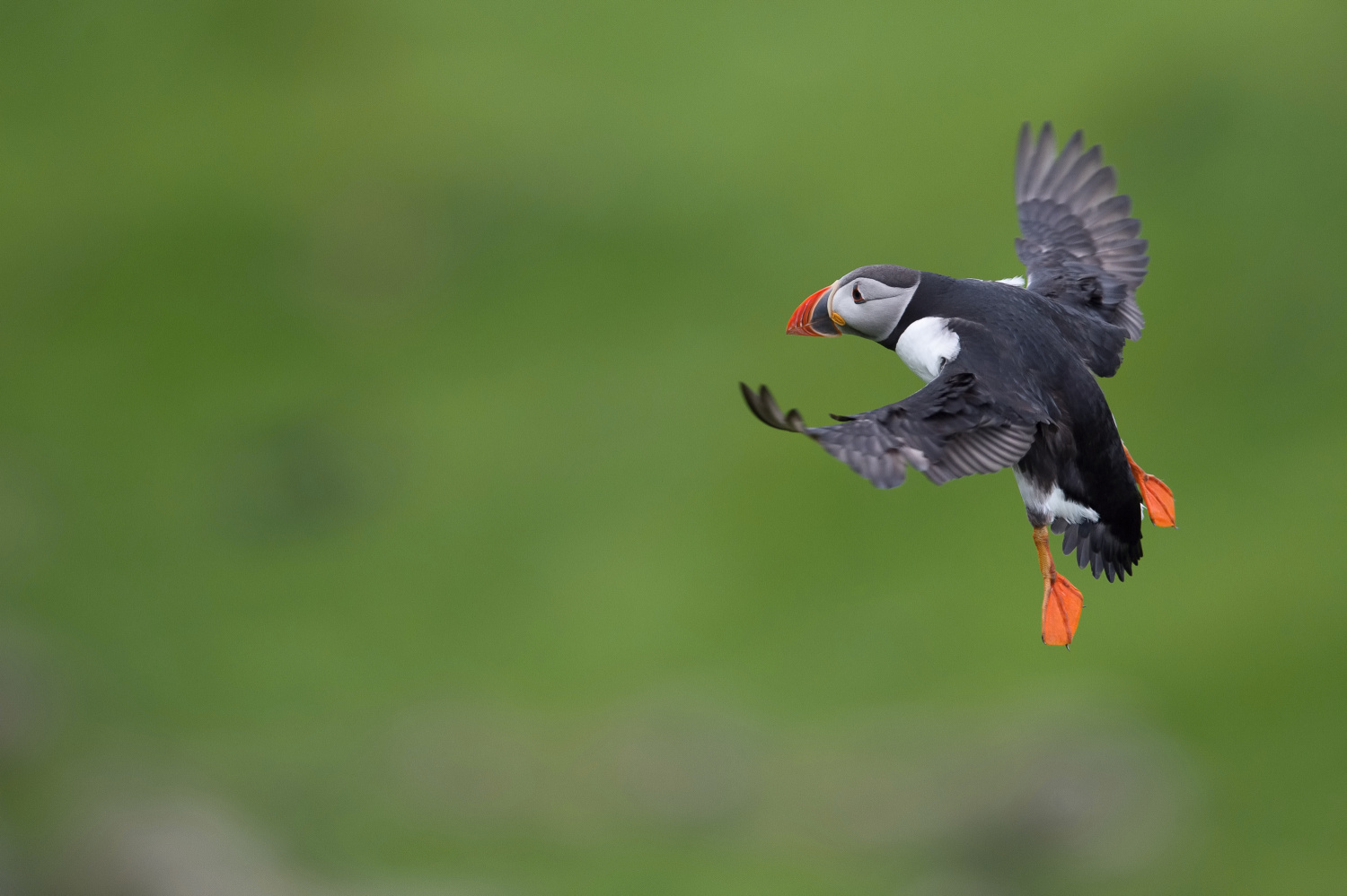 papuchalk bělobradý ploskozobý (Fratercula arctica) Atlantic puffin