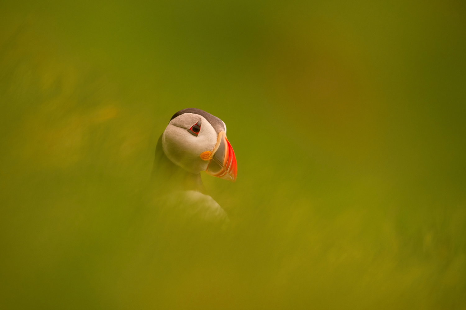 papuchalk bělobradý ploskozobý (Fratercula arctica) Atlantic puffin