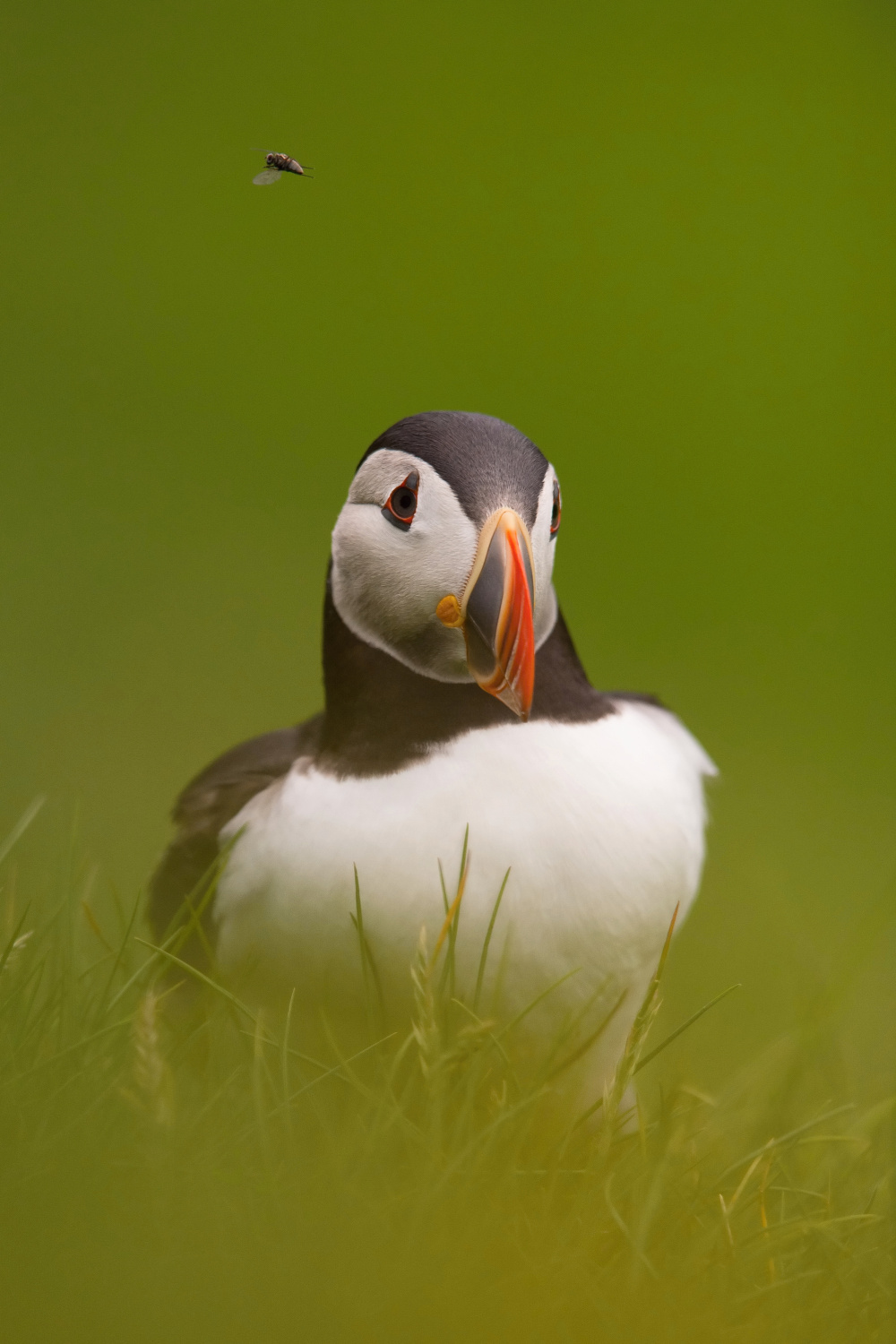 papuchalk bělobradý ploskozobý (Fratercula arctica) Atlantic puffin