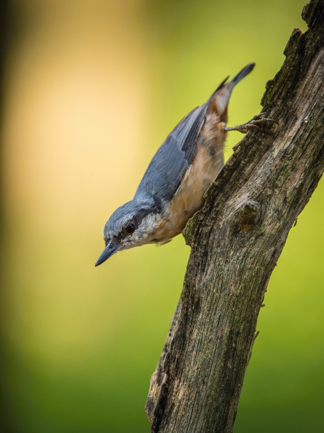 brhlík lesní (Sitta europaea) Eurasian nuthatch